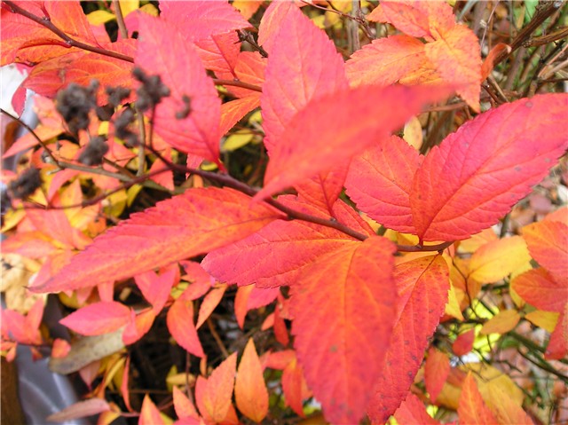 spiraea bumalda